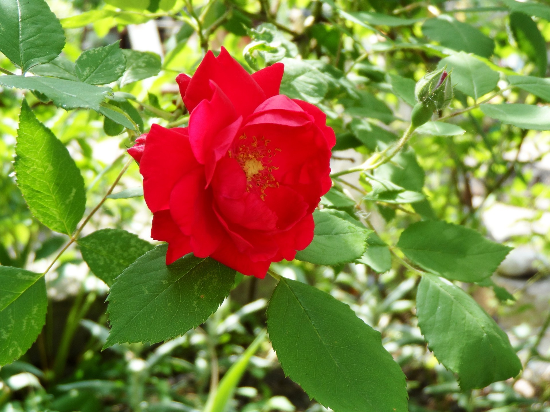 rose natura foglia fiore flora estate giardino vivid crescita fioritura all aperto floreale arbusto romanticismo petalo bella close-up colore