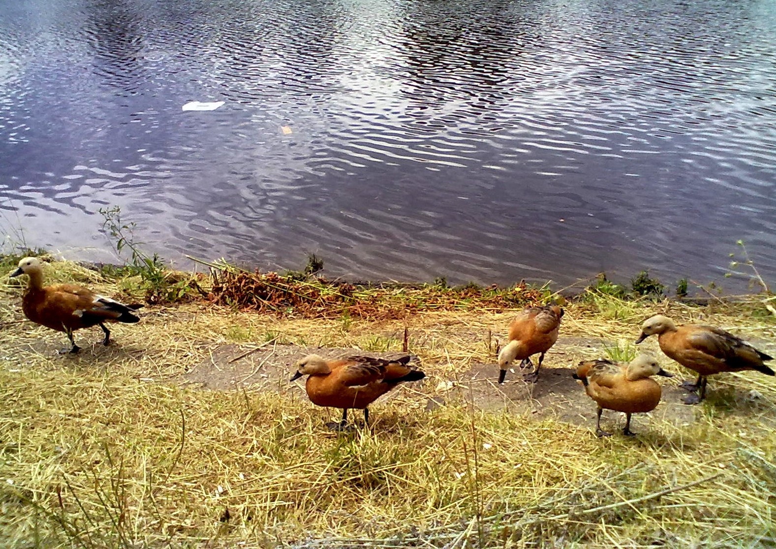 animales aves vida silvestre hierba animal naturaleza agua al aire libre aves pato ganso salvaje mamífero rural dos granja verano aves acuáticas