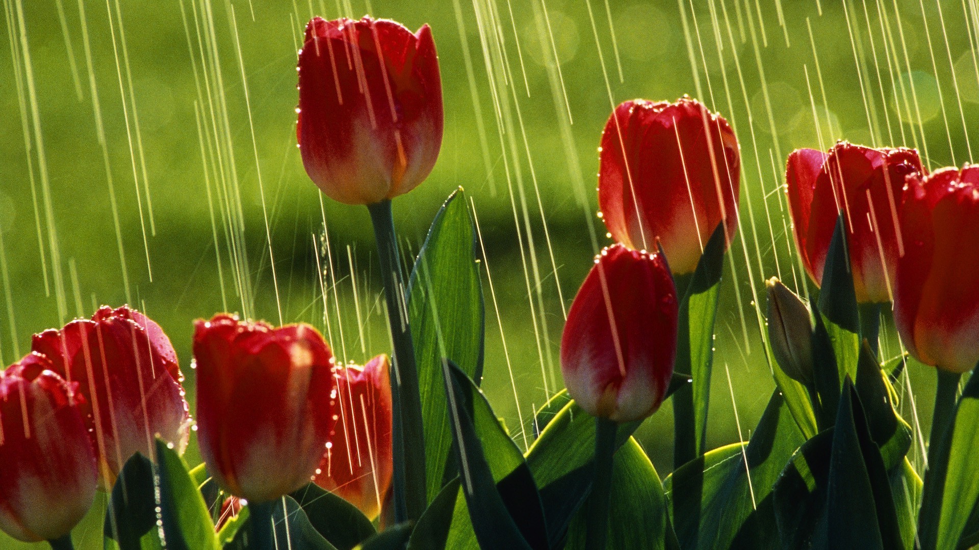 tulips tulip nature flower leaf flora garden summer bright floral color season field petal growth easter