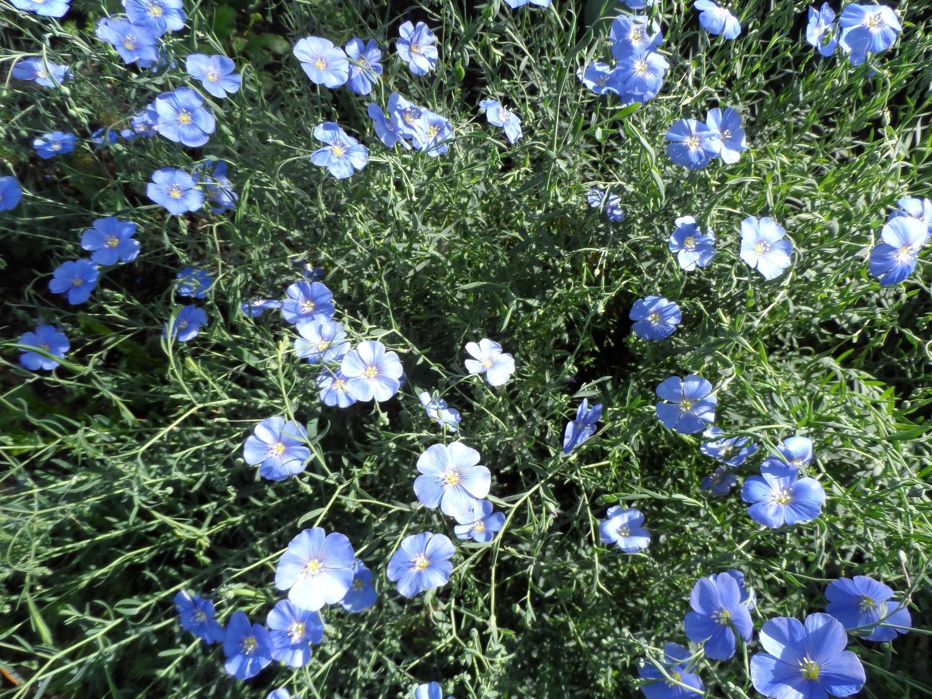 花 花 植物 自然 夏天 干草 新鲜 花园 花 叶 草 盛开 季节 颜色 田野 明亮 户外 花瓣 星期三 阳光 野花