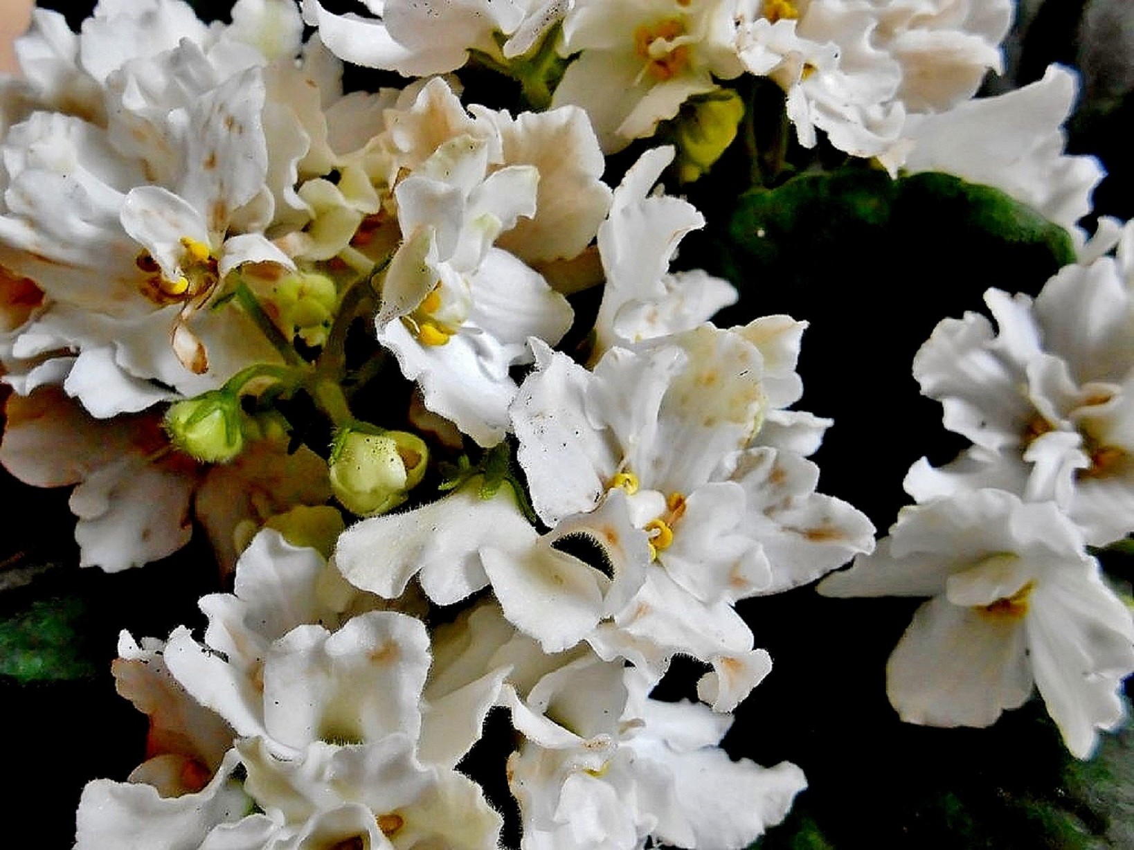 çiçekler çiçek doğa flora çiçek yaprak çiçeklenme taçyaprağı bahçe buket dekorasyon renk güzel yaz sezon parlak şube gül dostum tazelik