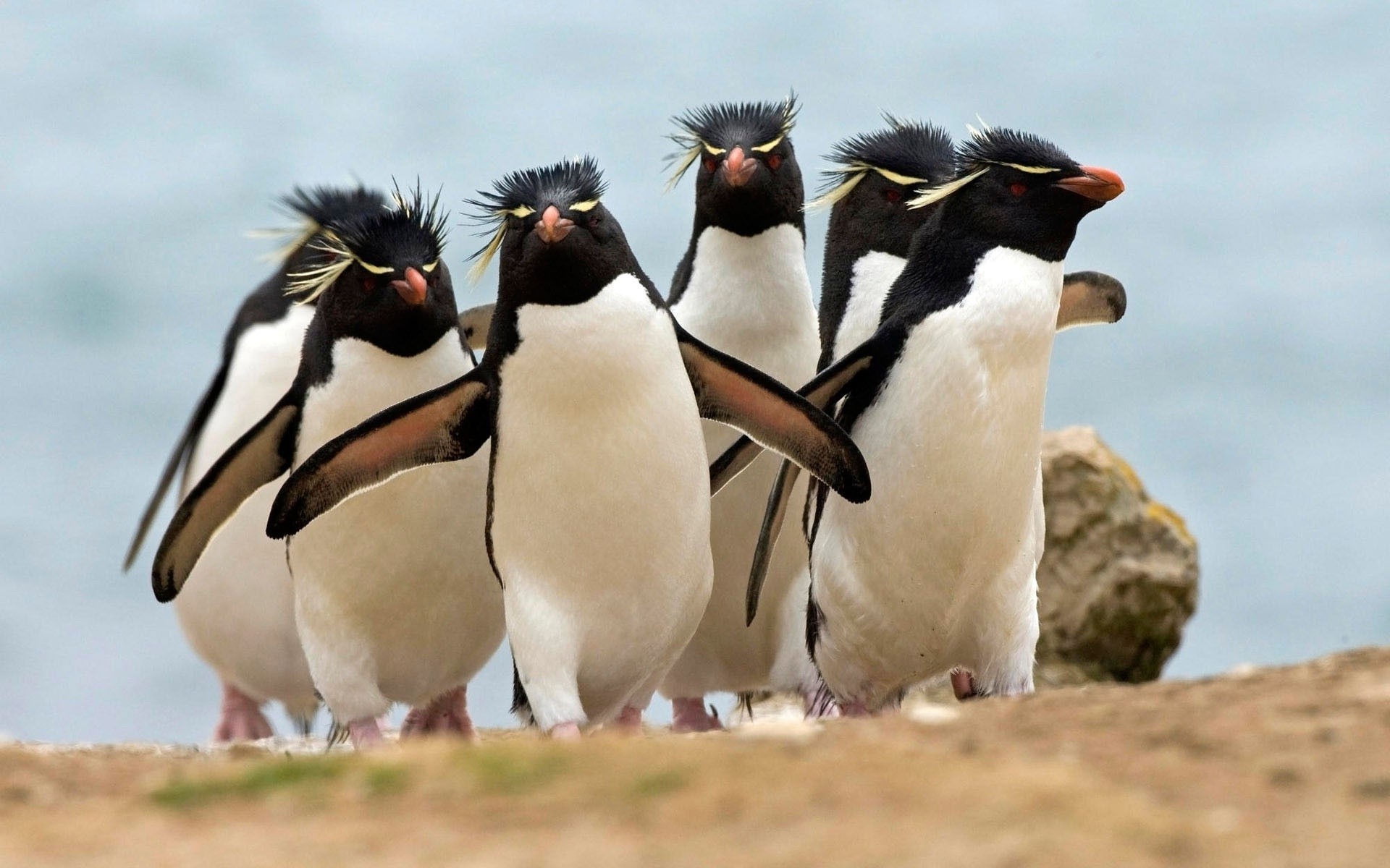 tiere vogel tierwelt tier natur säugetier wild ein im freien damen frostig