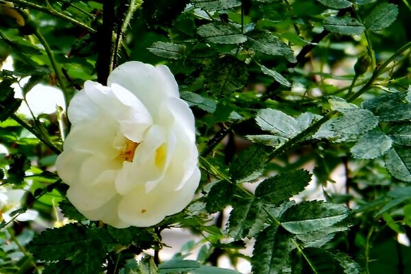 A white bud on a green bush