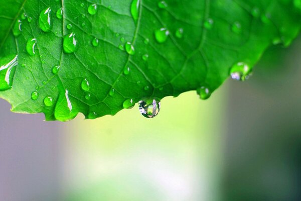 Dew drops on green leaves