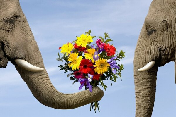 Un éléphant donne un bouquet de fleurs à sa bien-aimée