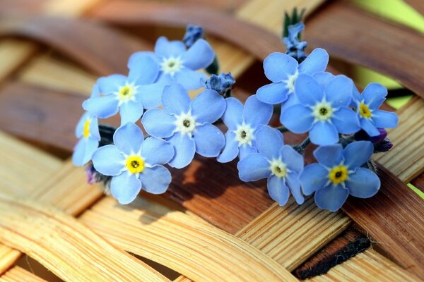 Blaue Blumen auf einem Weidenkorb