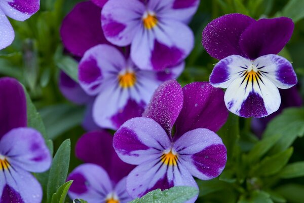 Beautiful purple flowers with grass