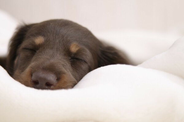 Chiot mignon dans une couverture blanche