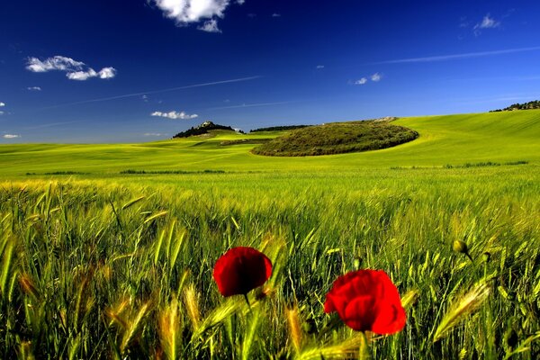 Field. Red poppies. Green grass