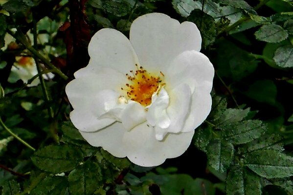 Large white flower and leaves