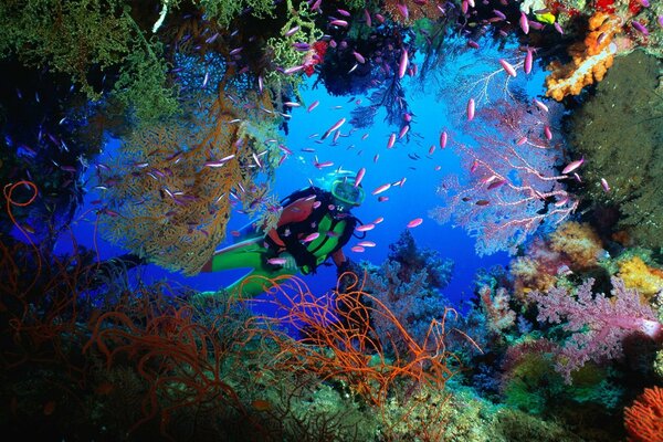 Diver swims between coral reefs