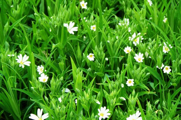 Flores brancas na grama verde