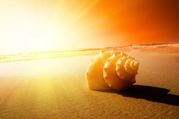 Muschel am Strand vor Sonnenuntergang Hintergrund