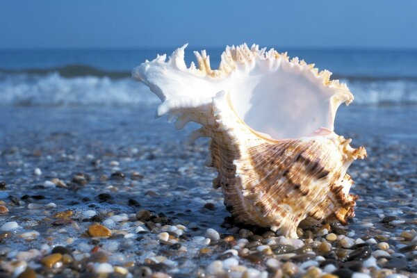 Beautiful shell on the background of the endless ocean