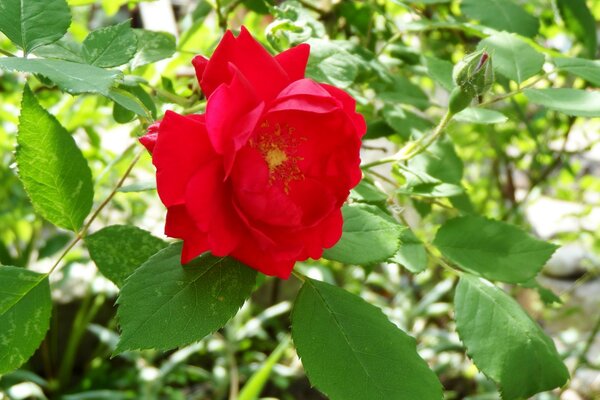 The flower of a rose and an unopened bud