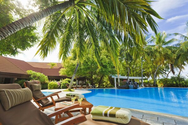 Sun loungers under palm trees by the pool with blue water