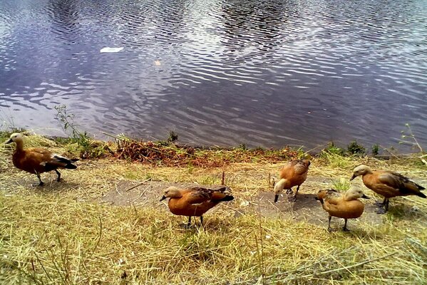 Aves caminando por la orilla del estanque