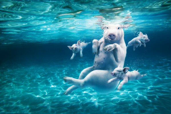 Pigs are engaged in leash swimming