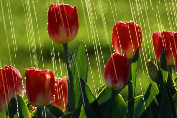 Tulipanes bajo la lluvia