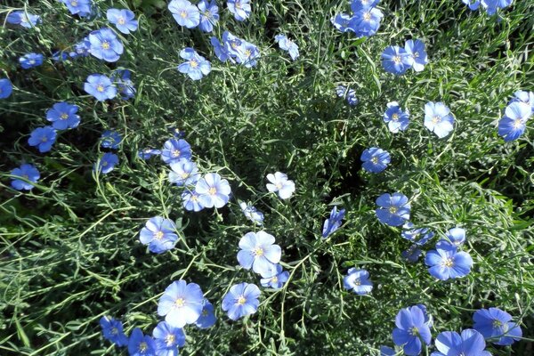 Blaue Blumen auf Gras Hintergrund