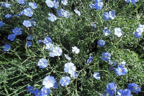 草背景上的蓝色花朵