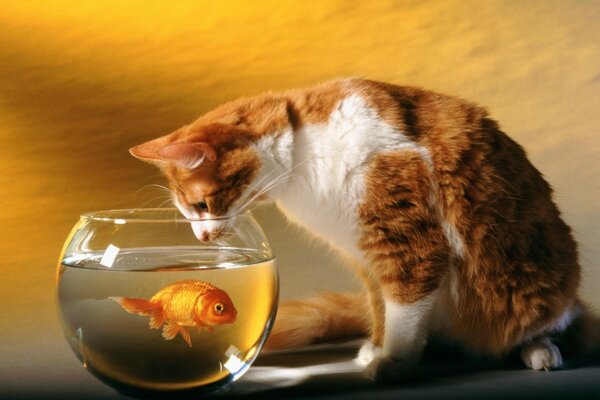 A cat looks at a goldfish in an aquarium