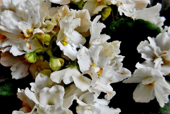 Beaucoup de couleurs blanches macro