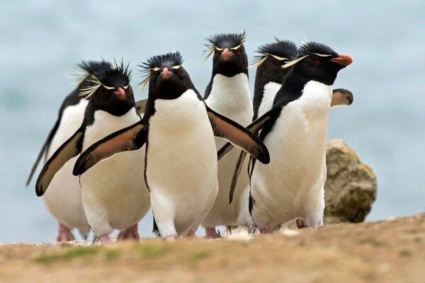 Wunderschöne sechs Kaiserpinguine