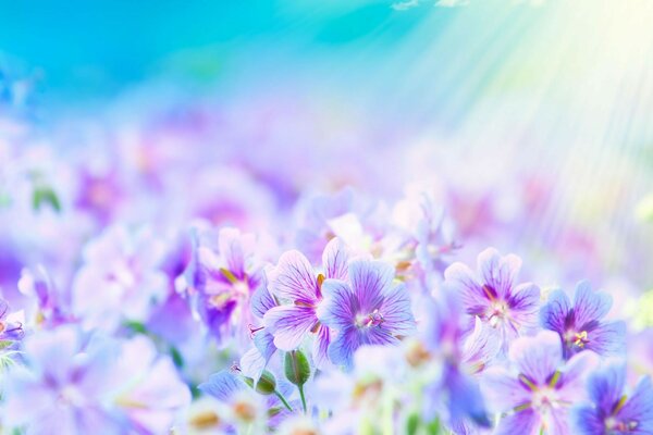 Delicate purple flowers illuminated by the sun