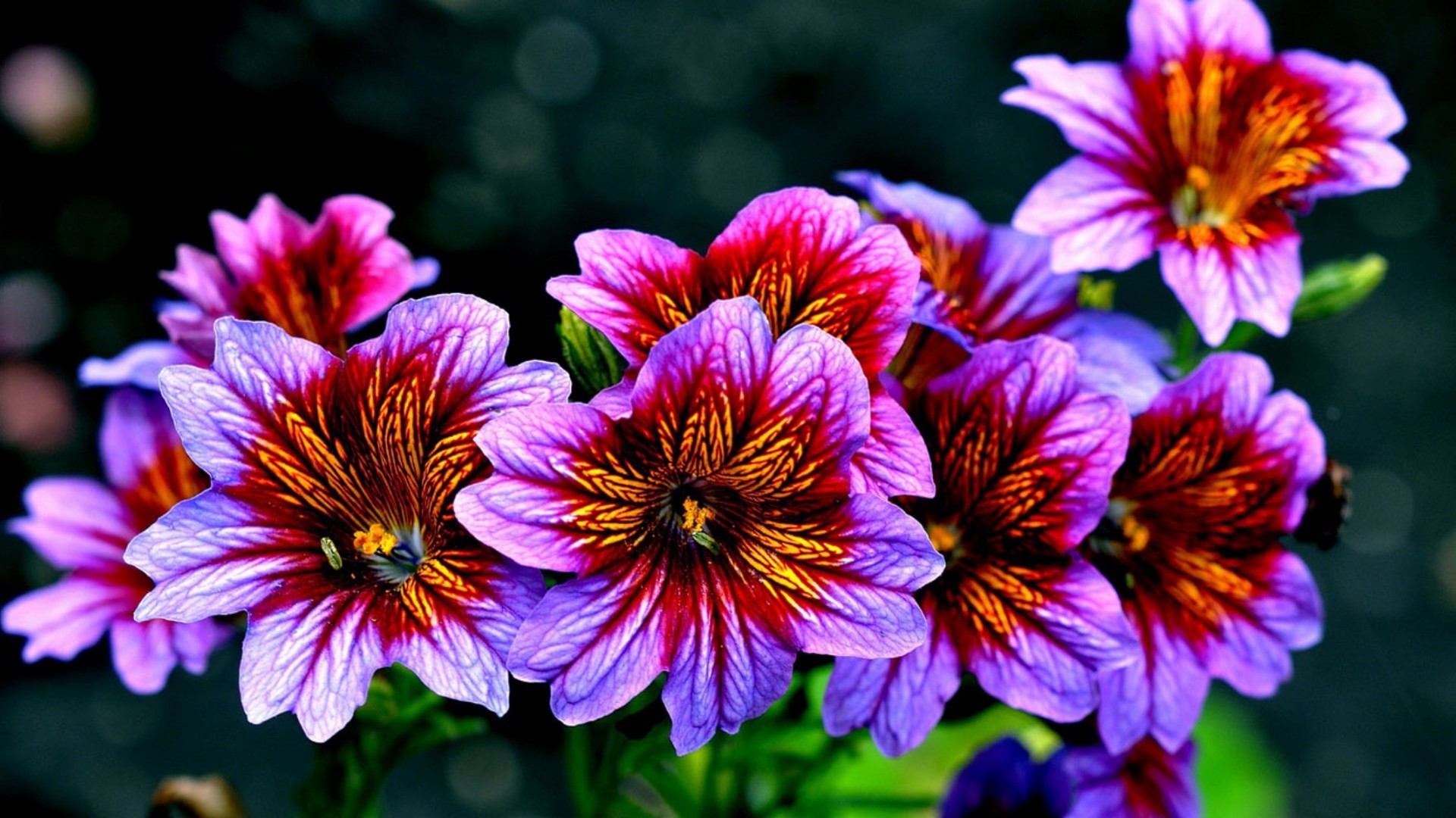 fleurs fleur jardin nature flore été couleur pétale bluming gros plan à l extérieur