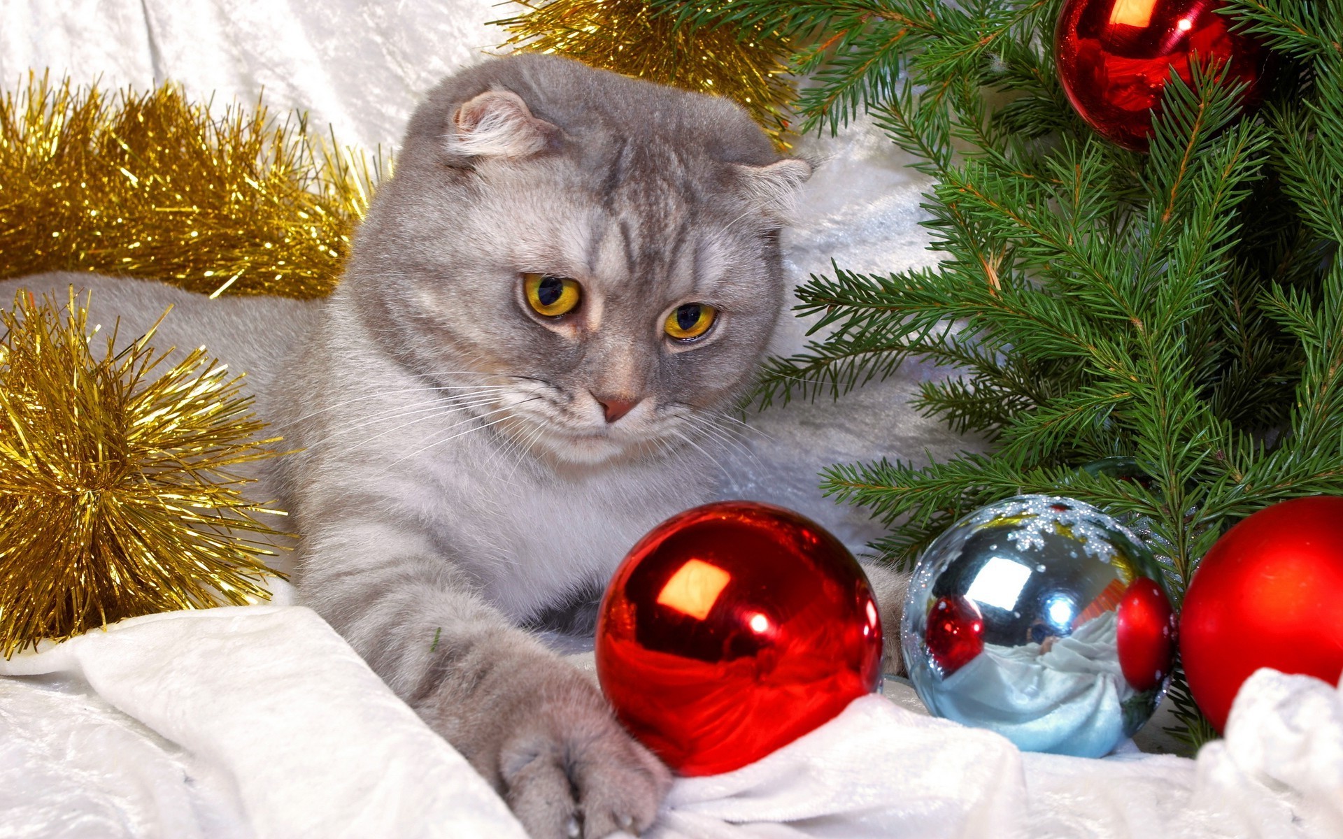 gatos natal inverno bola feriado árvore decoração