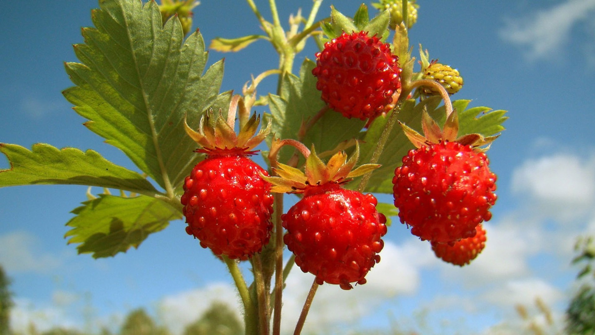 jagody jedzenie owoce natura liść pyszne zdrowie zdrowy jagoda odżywianie lato słodycze pyszne soczyste pastwisko zbliżenie dieta