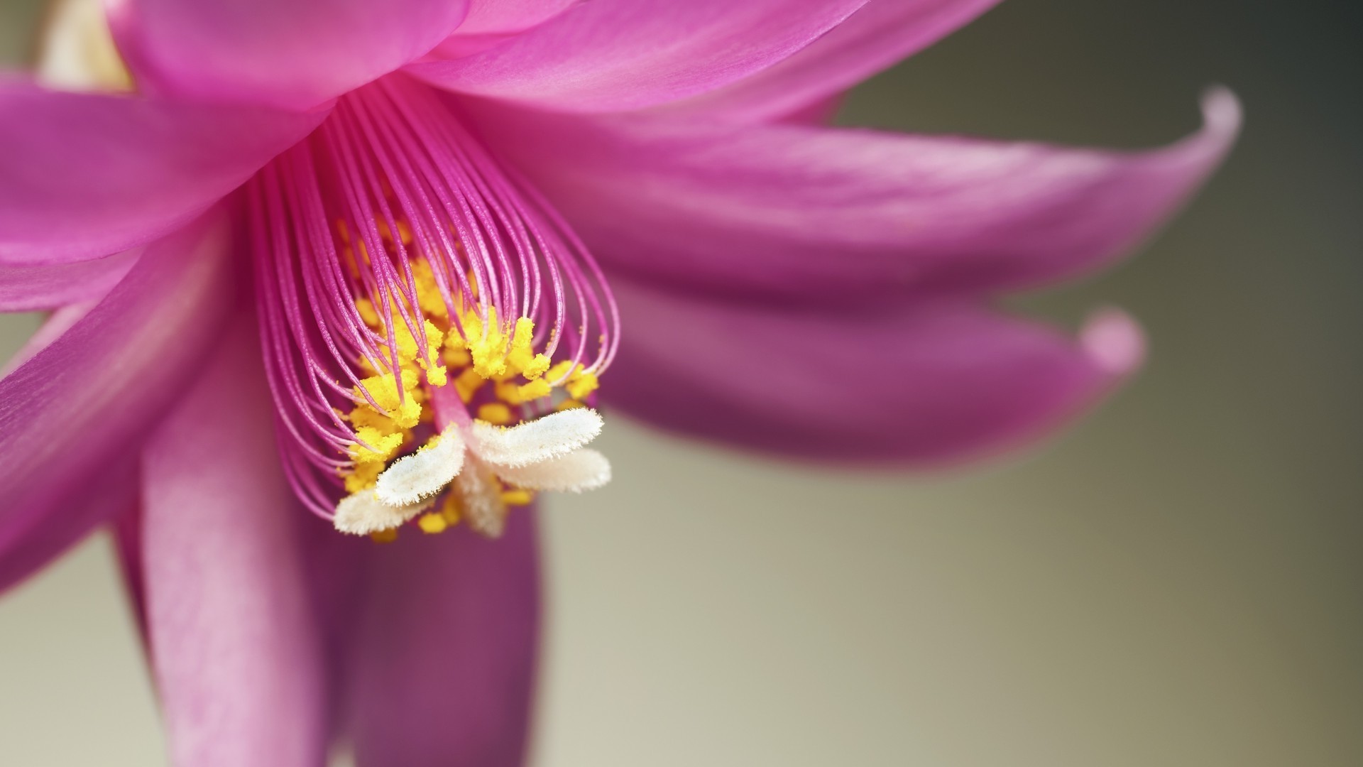 çiçekler çiçek doğa flora yaprak petal yaz bahçe narin tropikal egzotik bulanıklık çiçeklenme parlak çiçek renk güzel