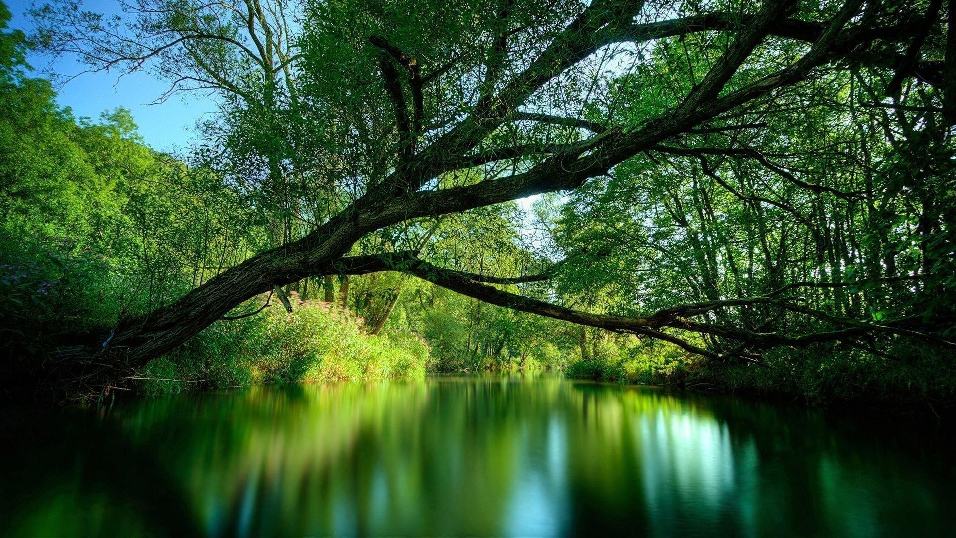 rivers ponds and streams nature landscape wood tree water leaf environment dawn fair weather park sun reflection outdoors lush flora summer lake branch scenic