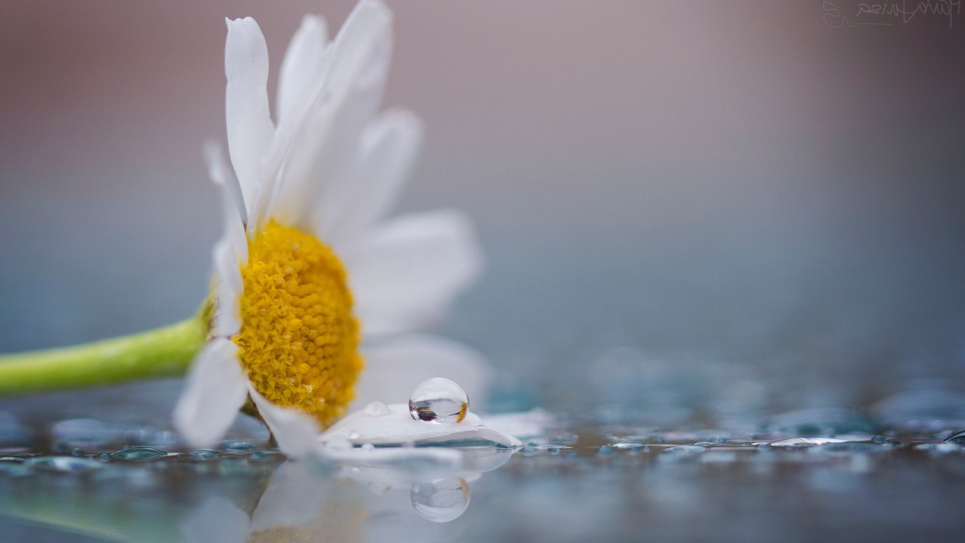 droplets and water nature water flower purity summer leaf