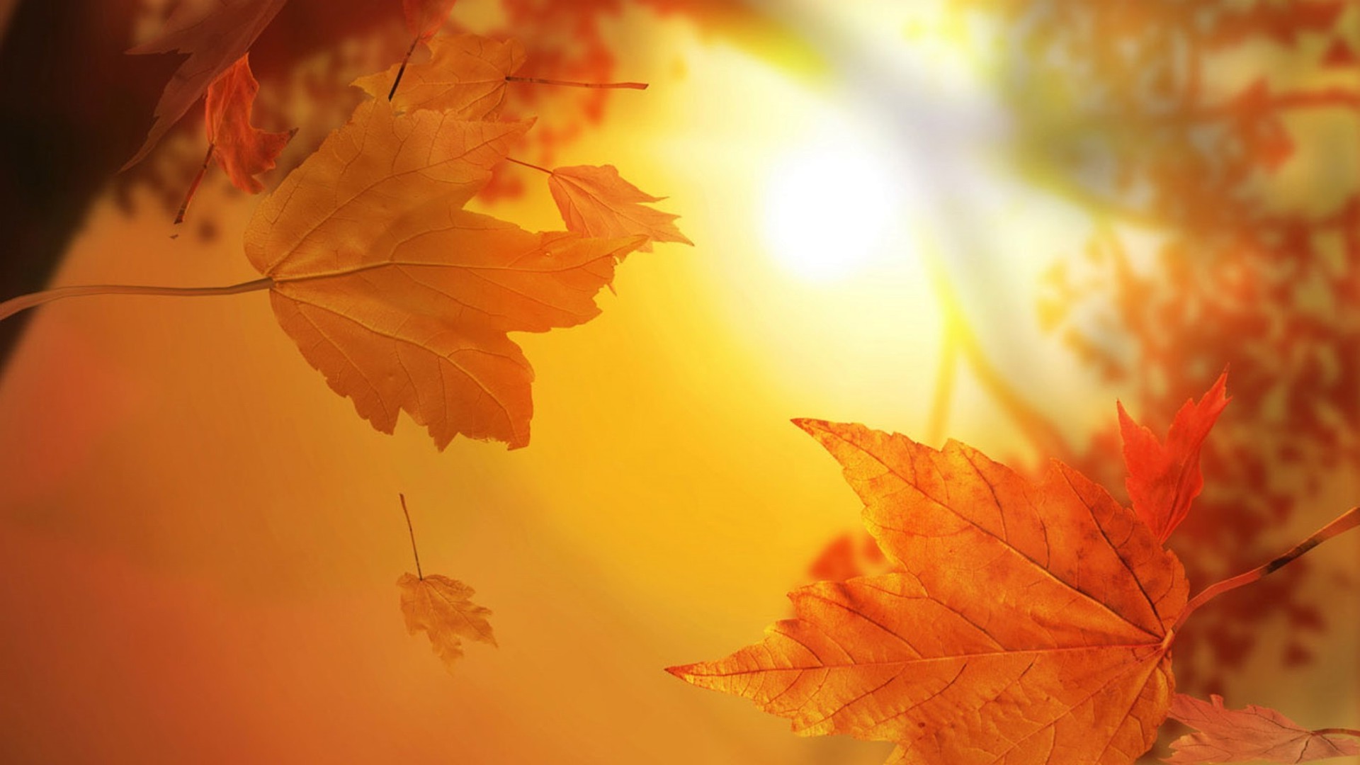 leaves fall maple leaf nature color bright flora tree season blur outdoors gold beautiful desktop sun