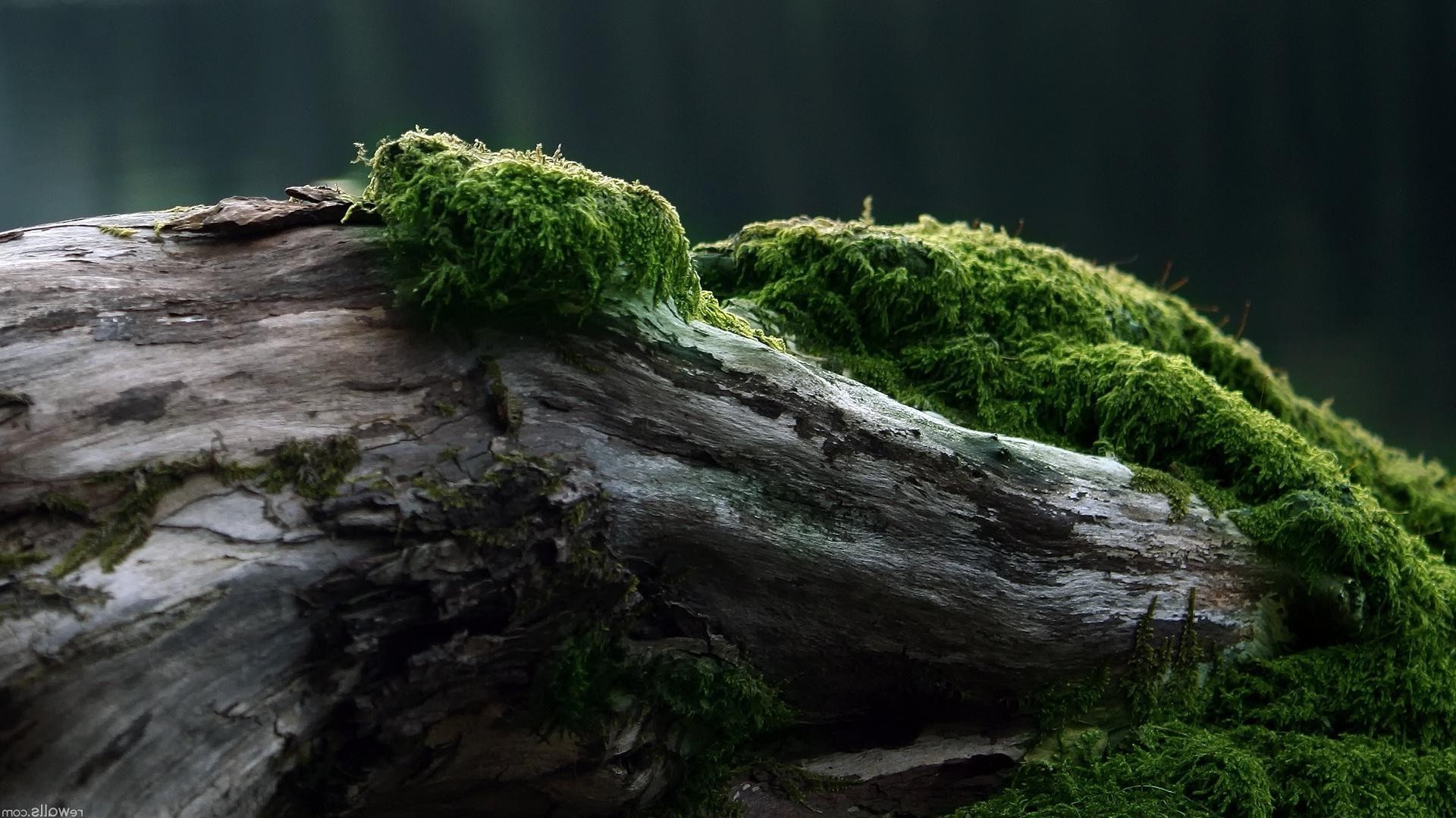 texture moss water nature outdoors wood landscape rock park leaf tree environment waterfall mossy travel river flora daylight summer