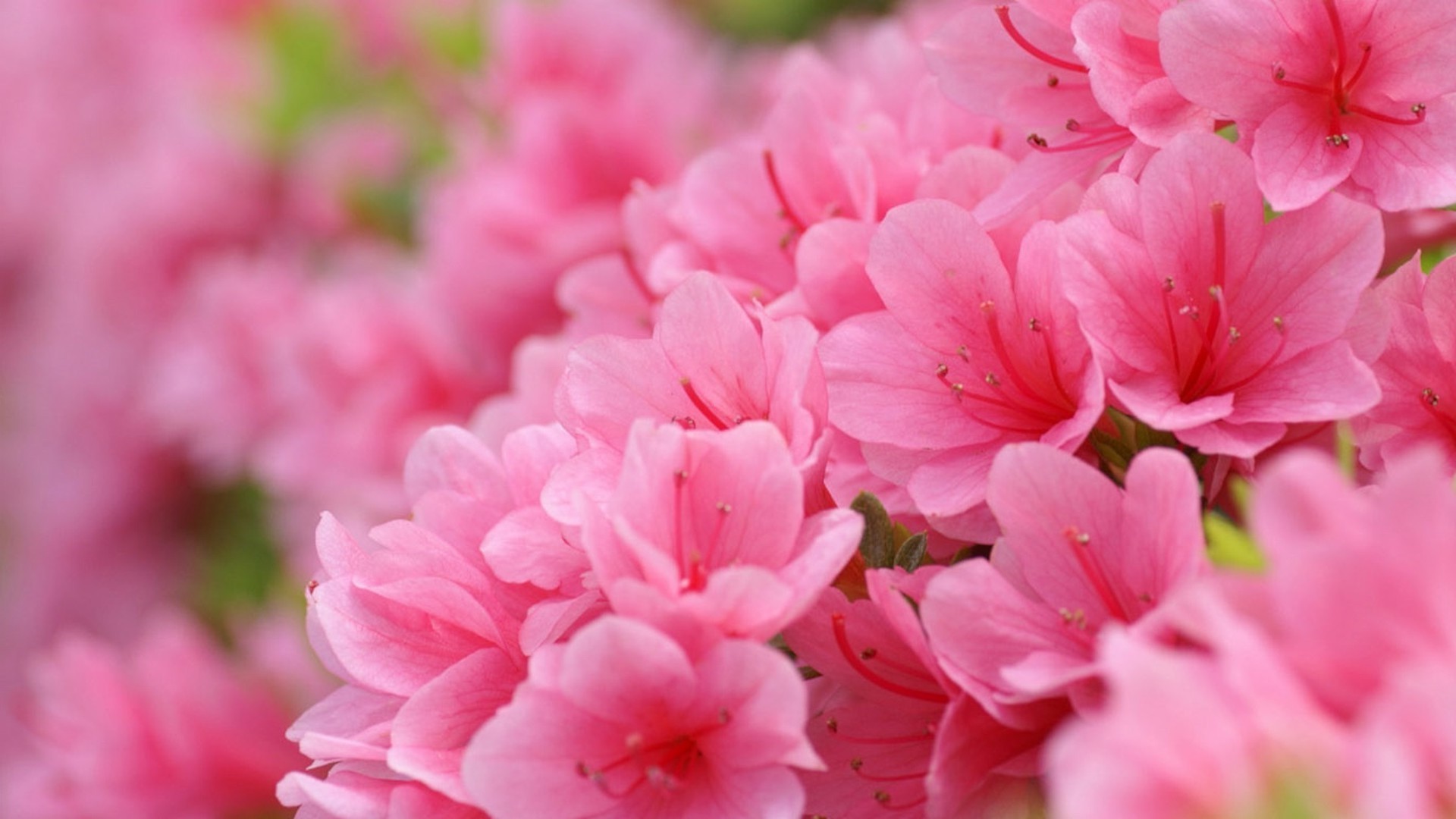 花 花 植物 自然 花园 盛开 花瓣 花 叶 颜色 夏天 美丽 特写 生长 公园 季节 明亮 植物 分支 温柔