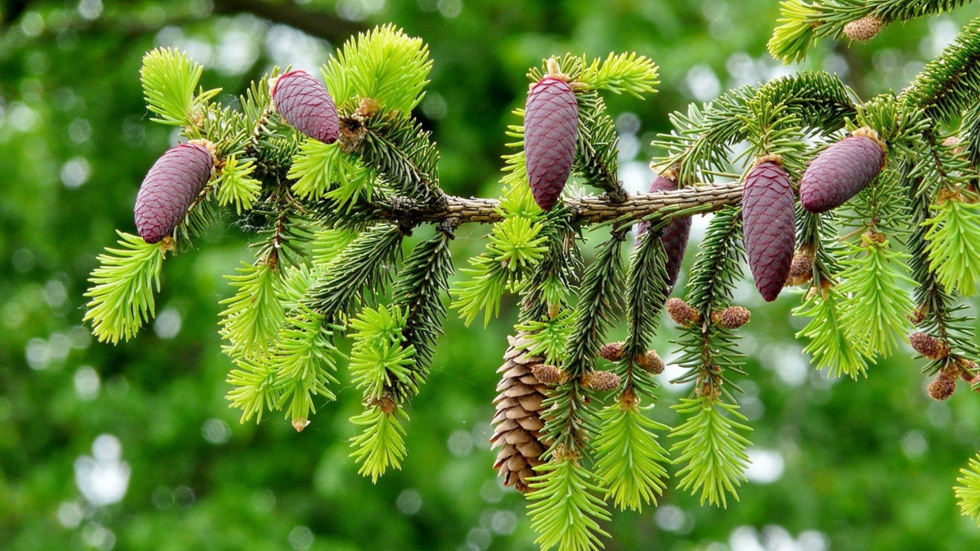 paisagens árvore ramo natureza cone flora evergreen temporada abeto agulhas coníferas abeto coníferas folha pinho close-up ao ar livre inverno decoração brilhante