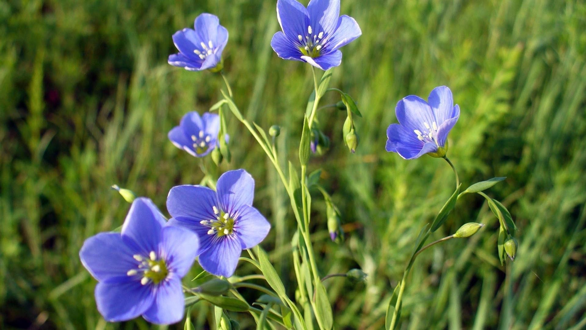 flowers nature flower flora leaf summer outdoors grass growth garden