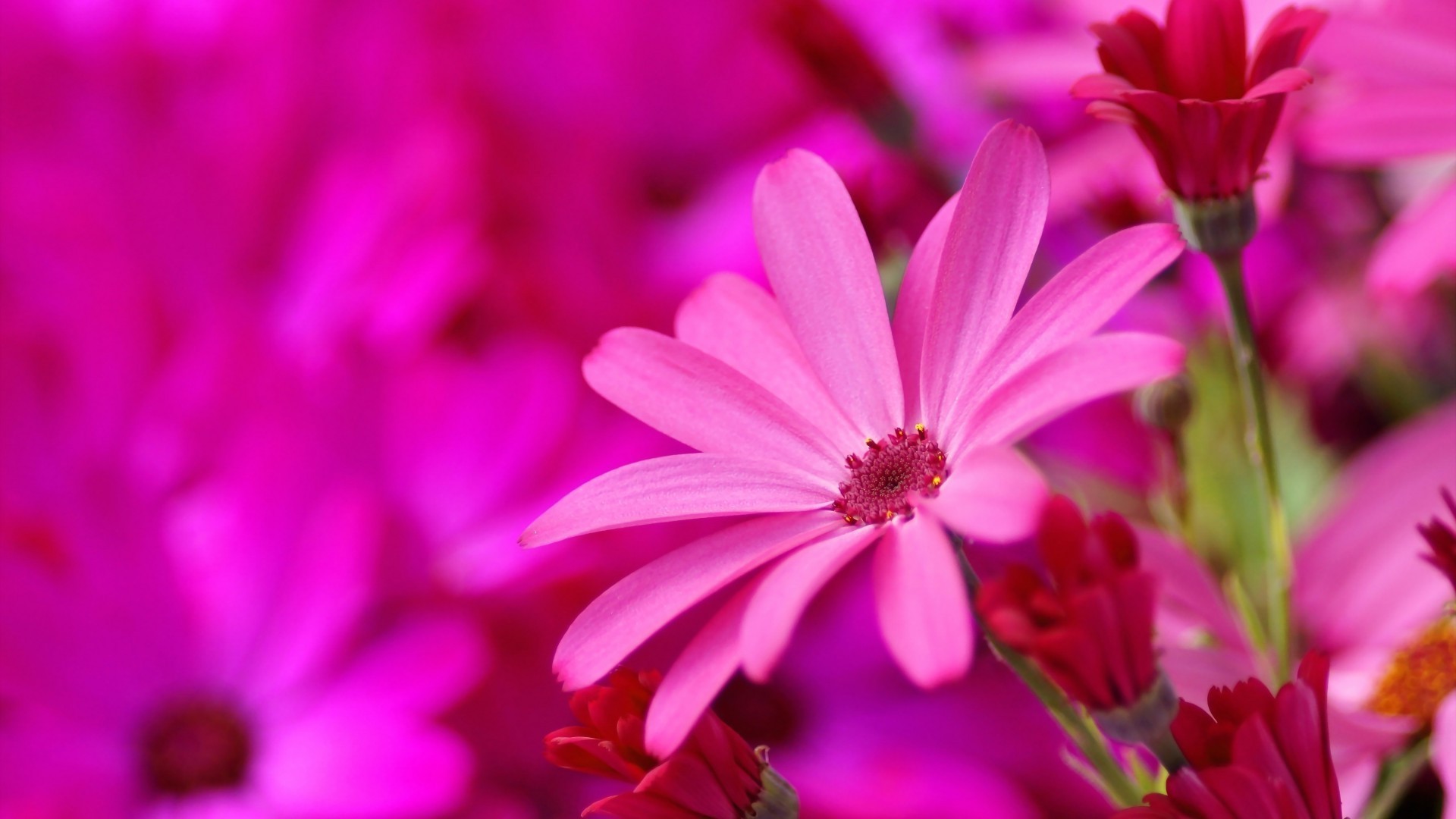 flowers flower nature flora garden summer color floral petal blooming beautiful bright close-up leaf growth