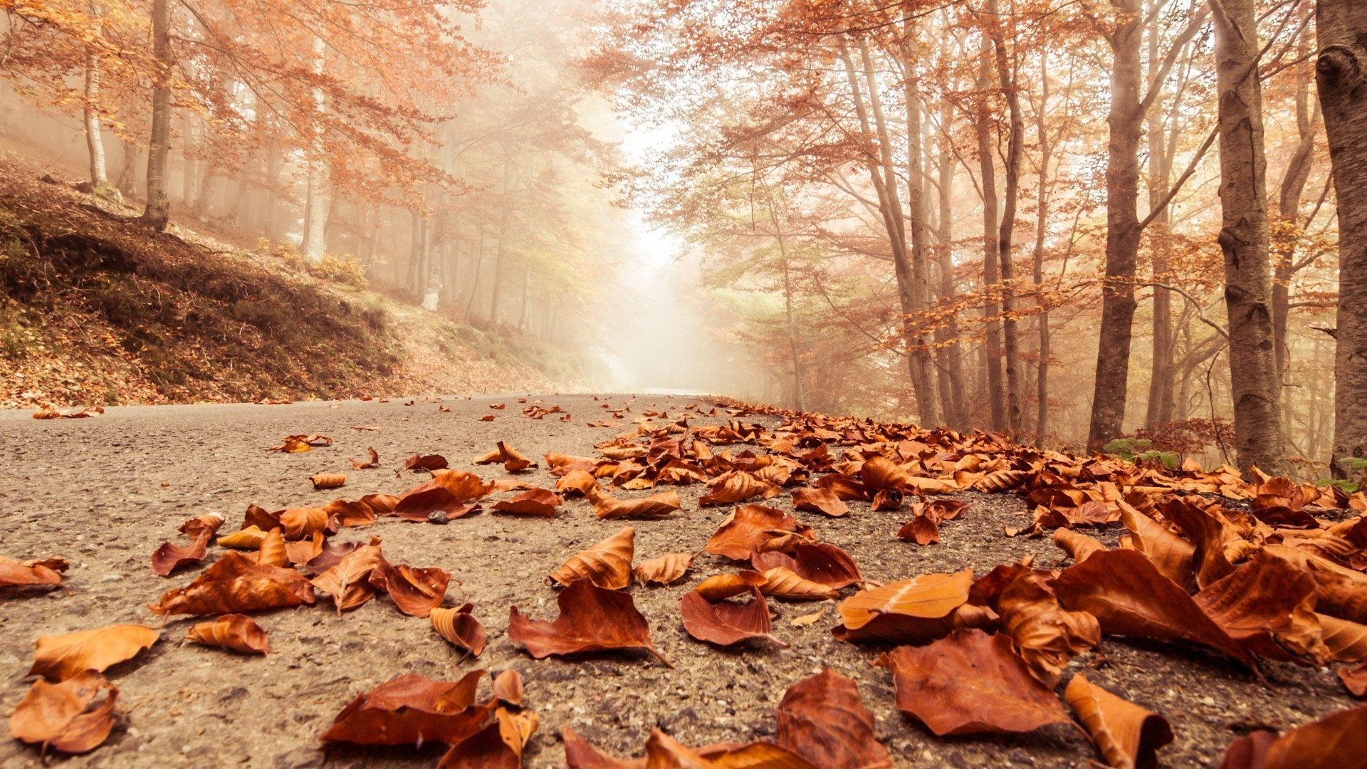 leaves fall tree nature outdoors landscape environment wood dawn