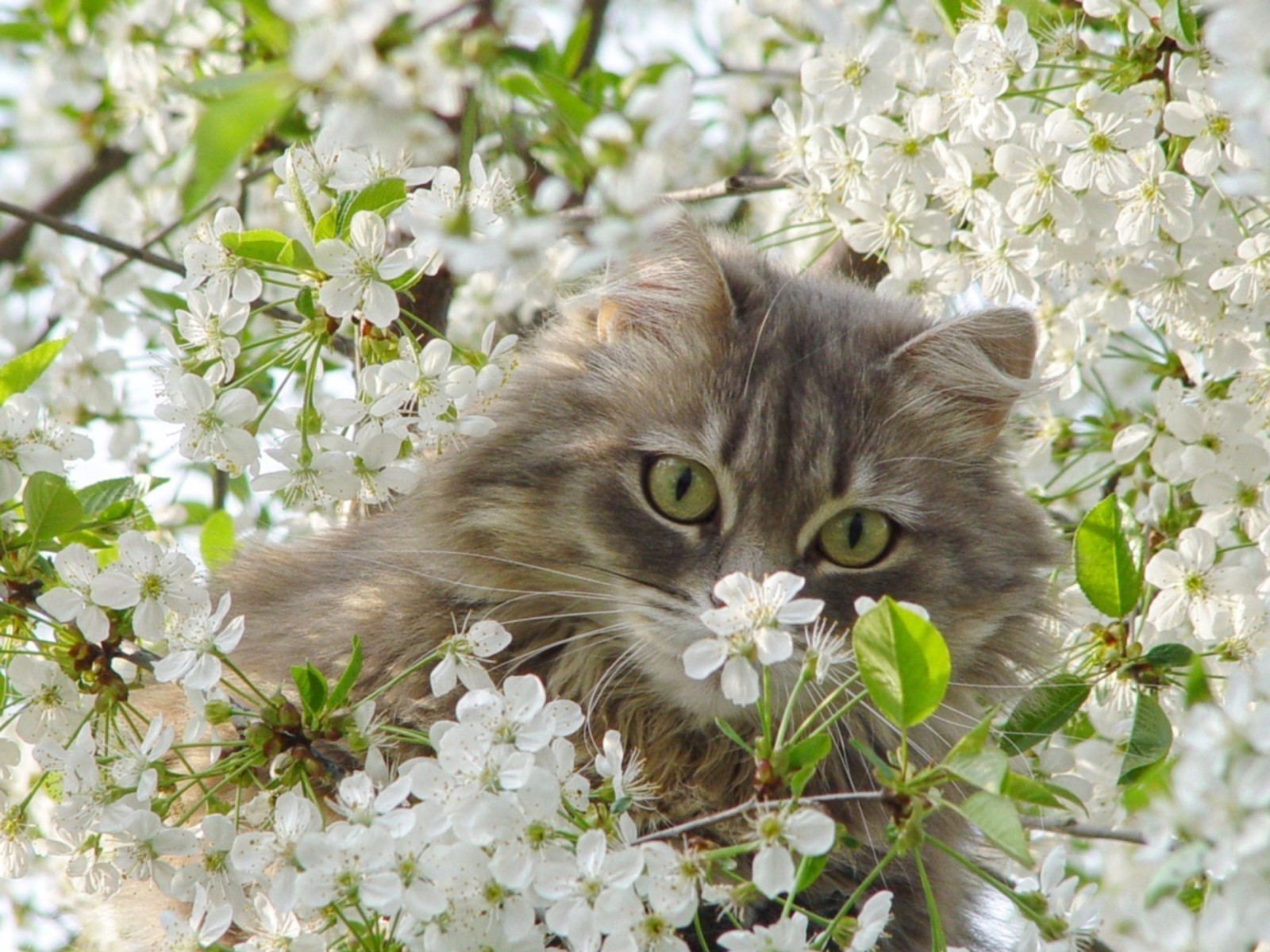 katzen blume natur katze schön baum flora garten blumen blühen apfel sommer blatt kirsche im freien