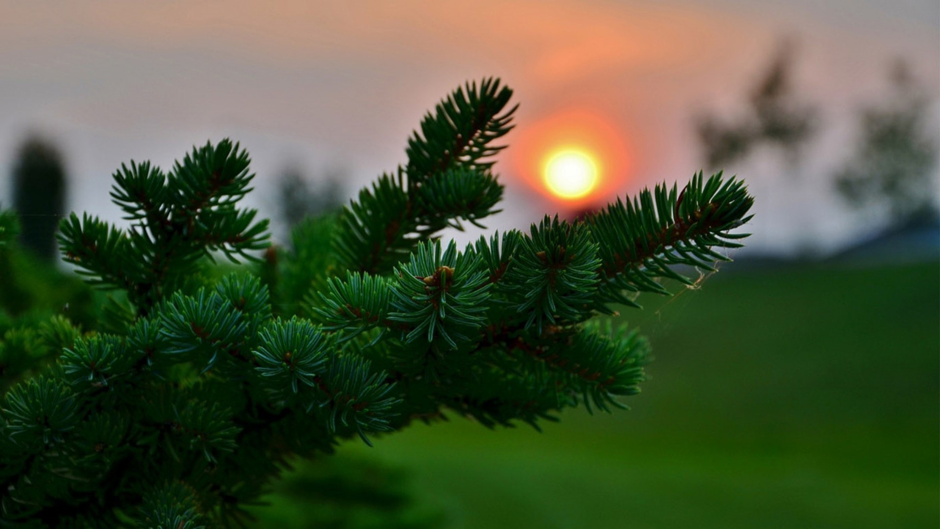 pôr do sol e amanhecer natal inverno árvore evergreen coníferas agulhas pinheiro abeto ramo abeto natureza coníferas cone decoração feriado ao ar livre borrão brilhante