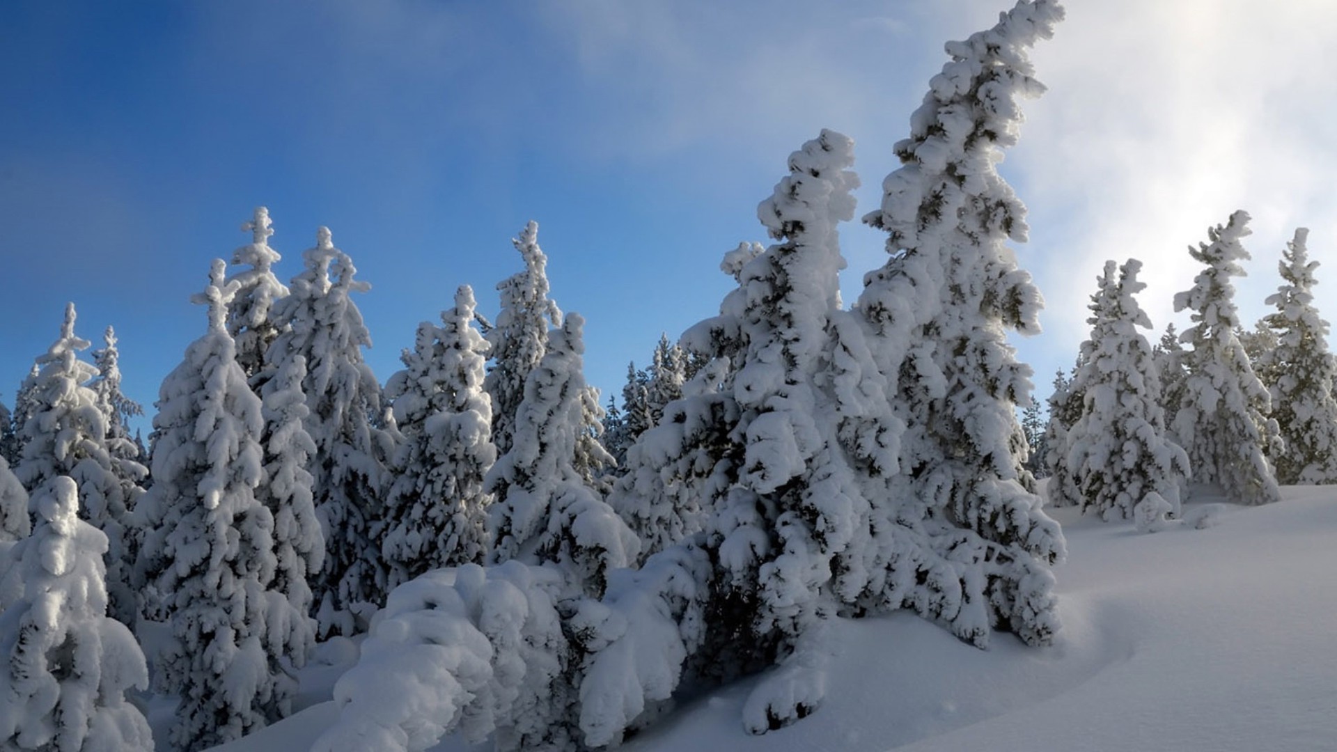 природа снег зима горы деревья ели скачать