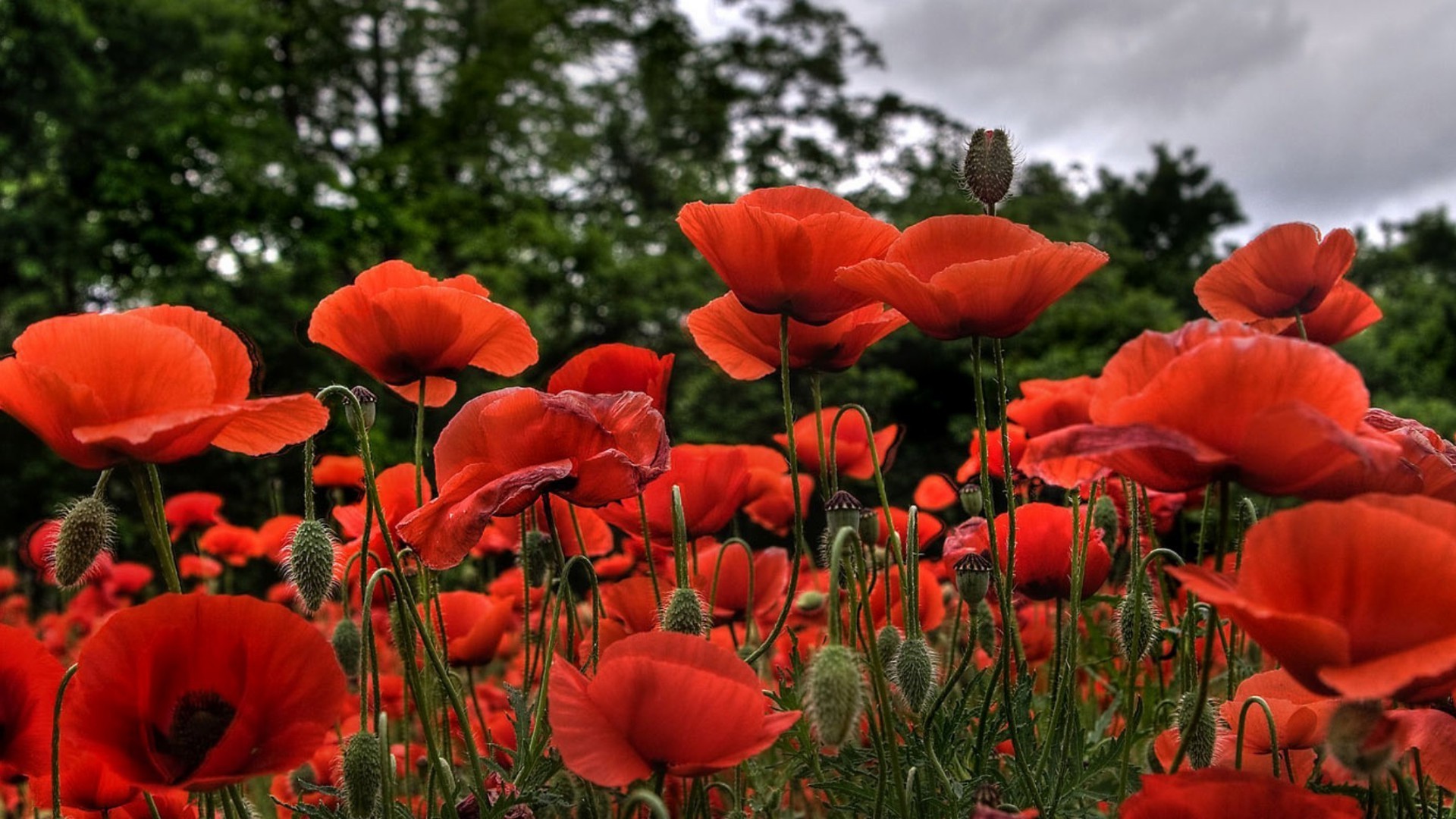 campo de flores natureza flor poppy flora jardim verão campo ao ar livre folha crescimento grama brilhante feno pétala rural cor