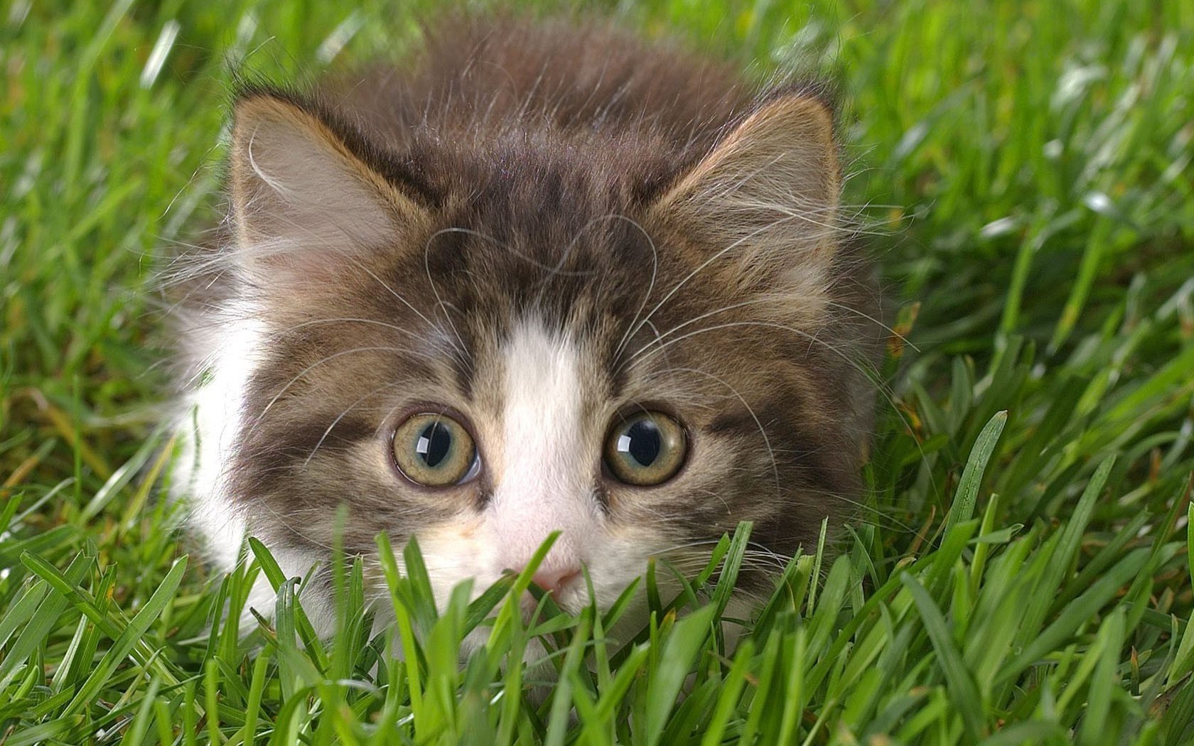 cats grass cute animal cat little young fur kitten domestic pet portrait eye nature lawn mammal adorable looking baby funny hayfield