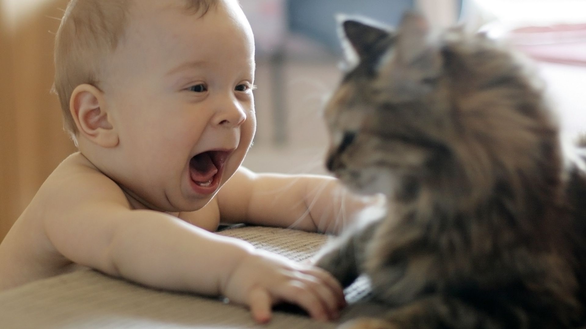 children with animals child one baby portrait facial expression cute boy indoors little cat mammal girl room blur curiosity innocence youth