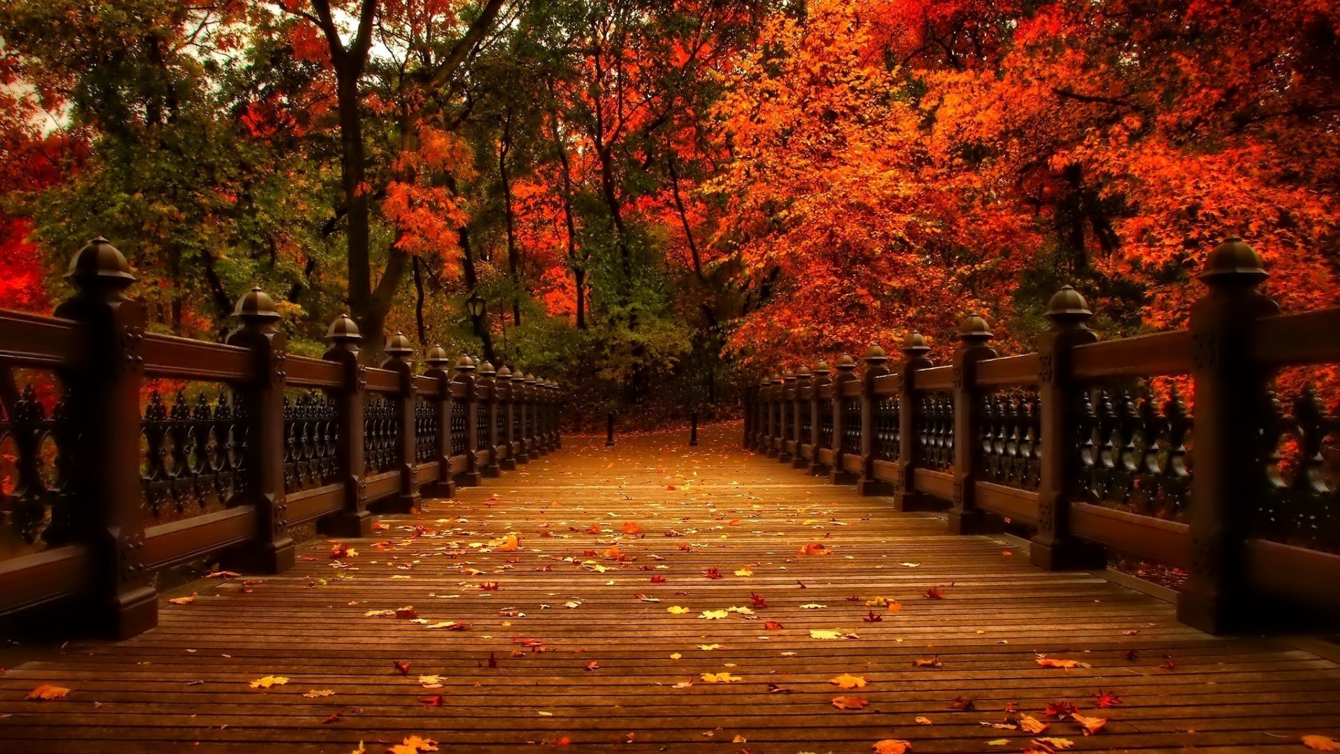 autumn fall wood leaf outdoors tree travel