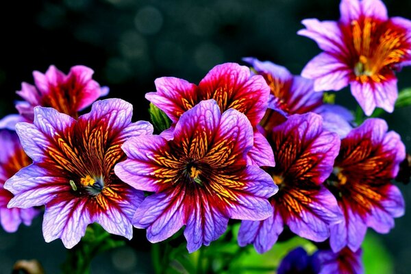 Bouquet of blooming flowers close-up